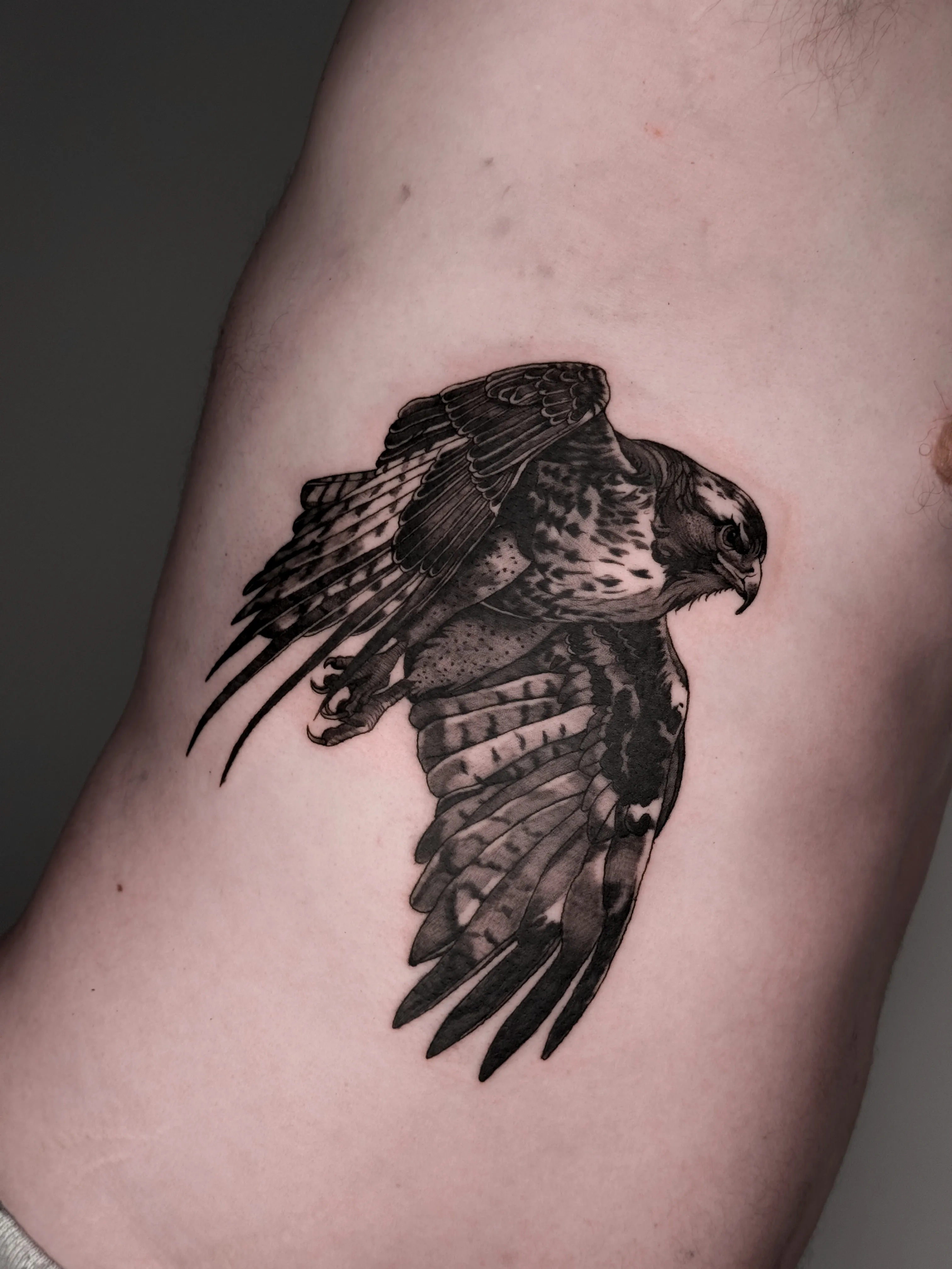 Black and gray realism tattoo of a falcon in flight on the ribs